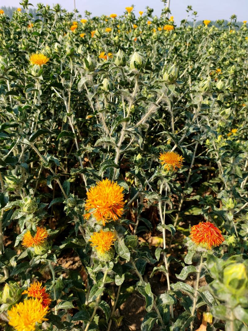 红花头红花果泡水橙菠萝产地直销批发零售