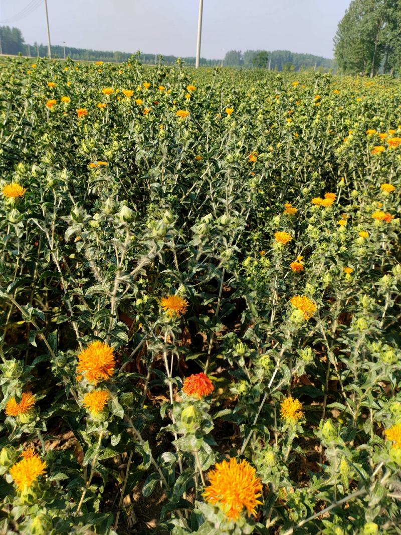 红花头红花果泡水橙菠萝产地直销批发零售