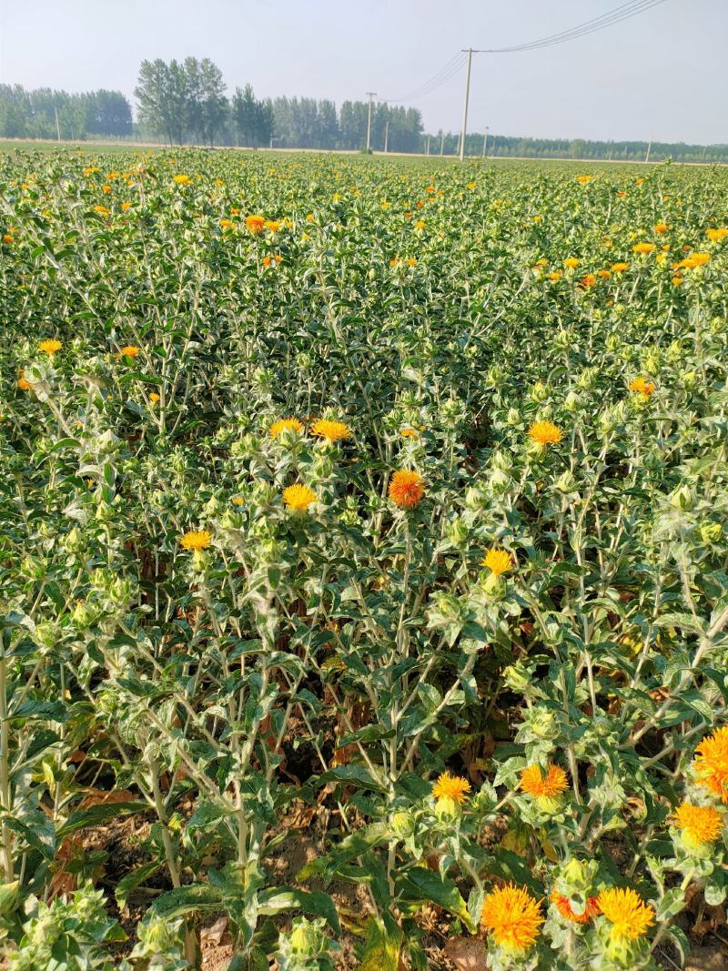 红花头红花果泡水橙菠萝产地直销批发零售