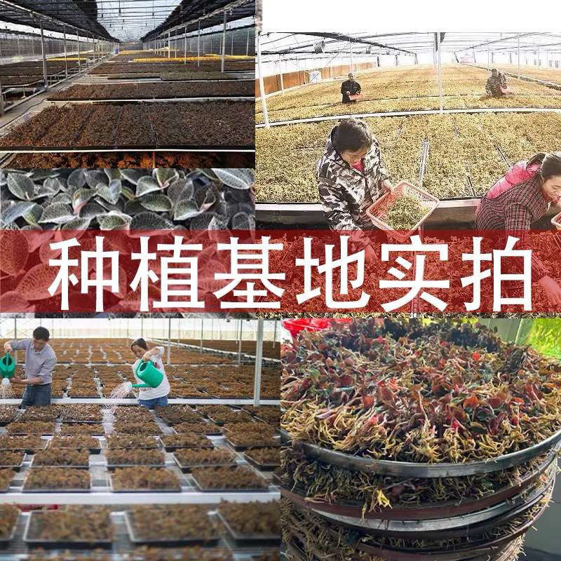 金线莲干货批发台湾红霞一手货源
