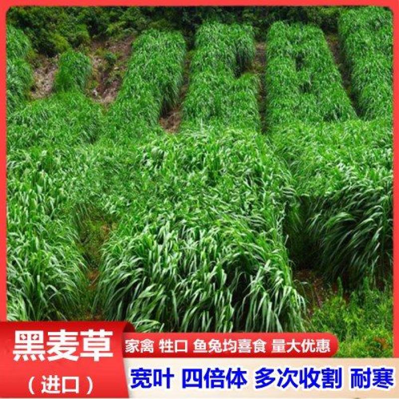 进口多年生黑麦草种子四倍体黑麦草多年生黑麦草耐寒