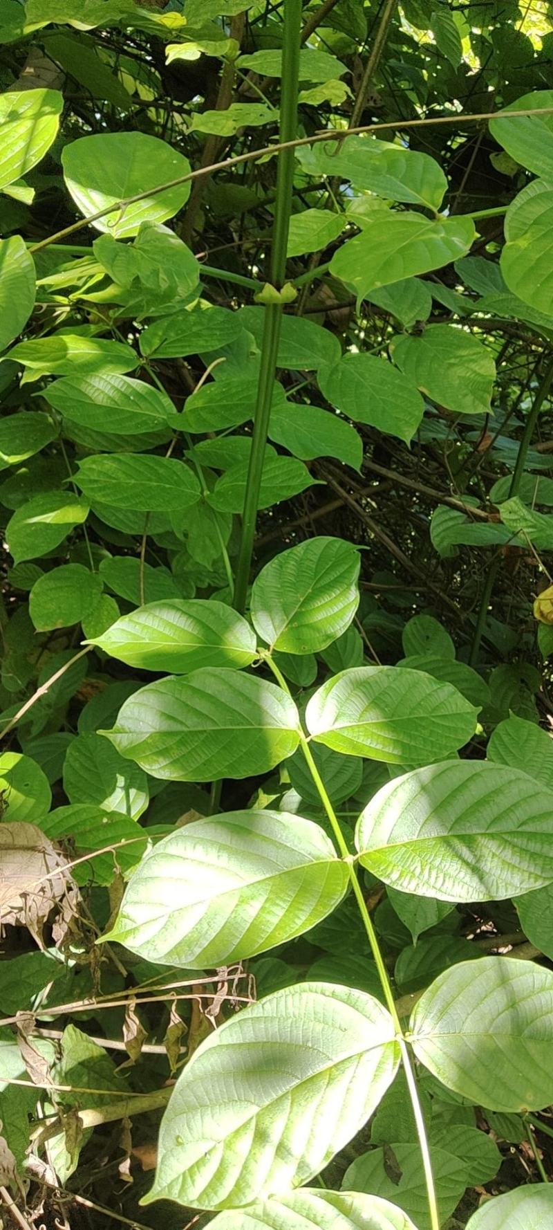 双钩滕