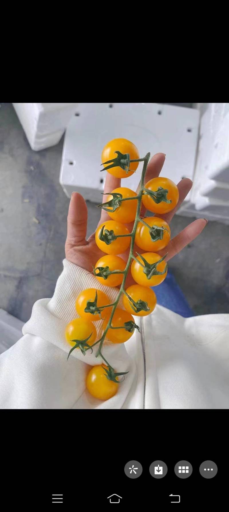 迷你多菜小西红柿