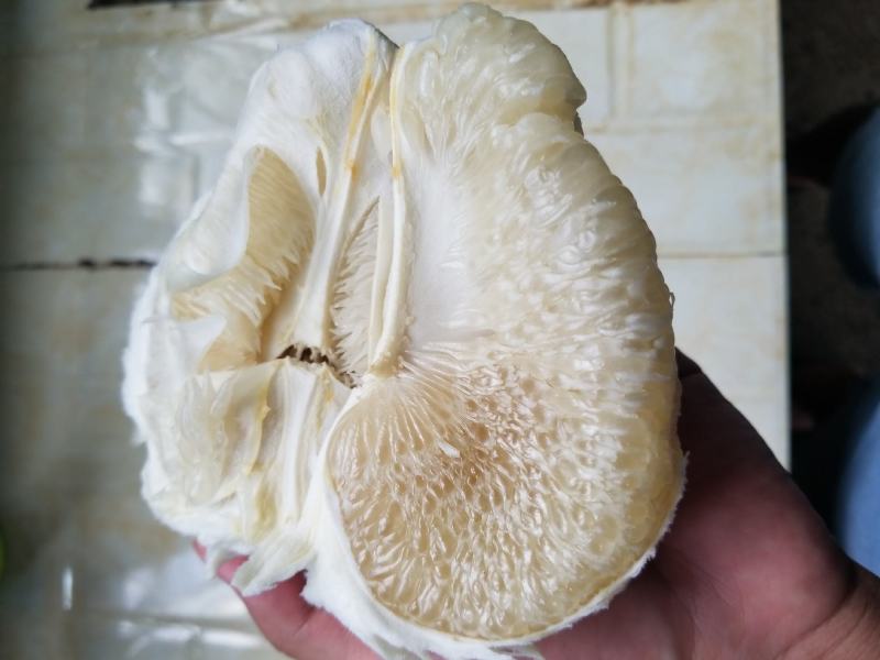 云南西双版纳东试早柚子，大量上市，基地直发，老板来对接