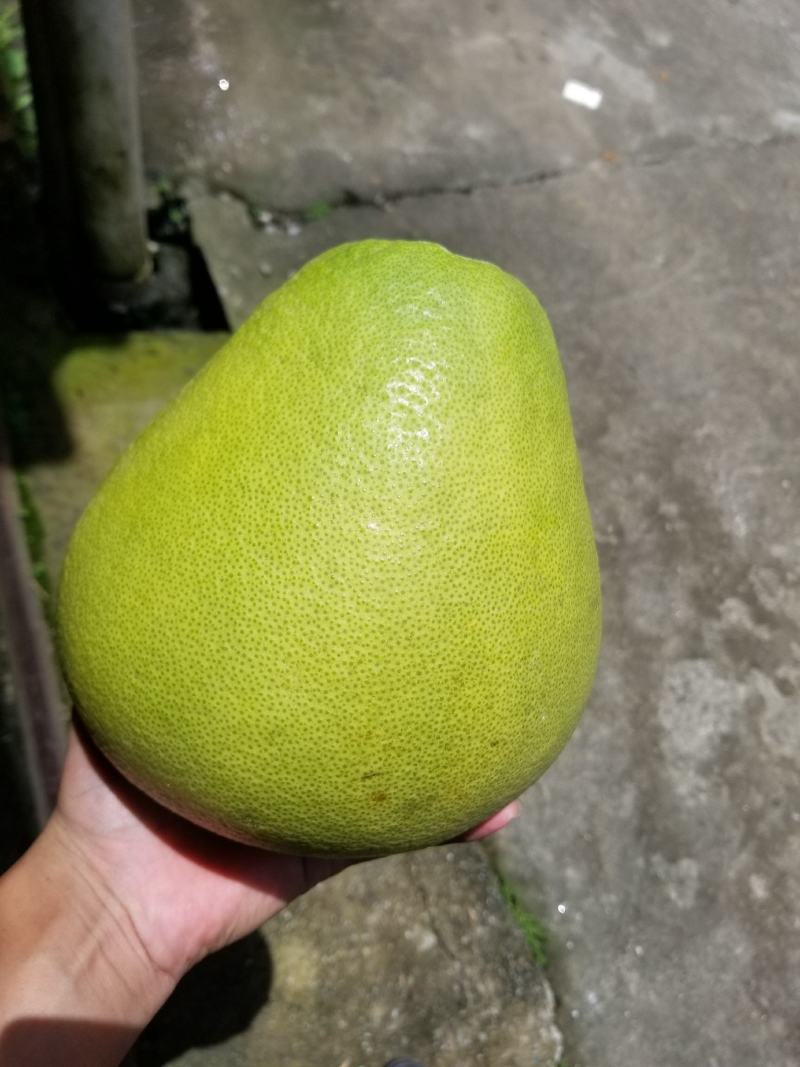 云南西双版纳东试早柚子，大量上市，基地直发，老板来对接