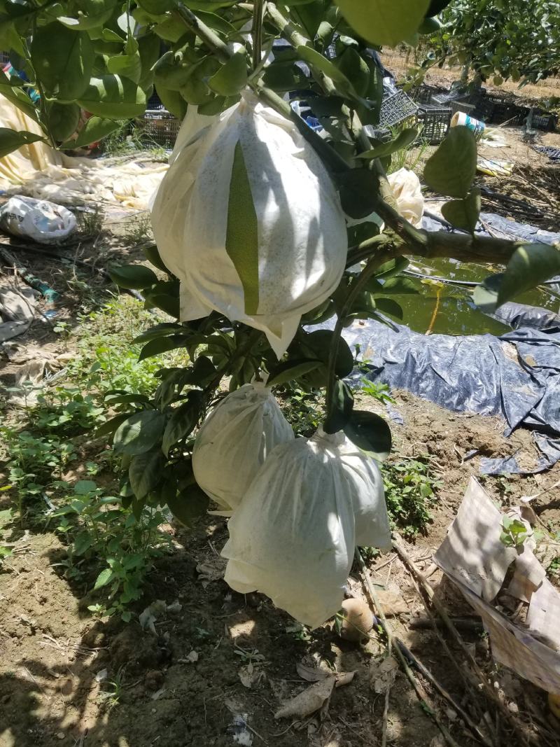 云南西双版纳东试早柚子，大量上市，基地直发，老板来对接