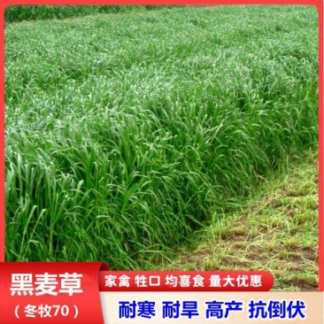 冬牧70黑麦草种子牧草种子耐寒高产抗倒伏家禽牲口