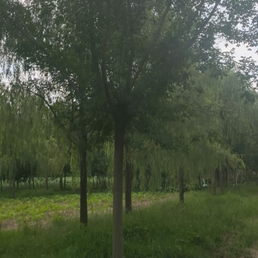 卫矛绿篱卫矛球40公分到80公分欢迎大家电话联系
