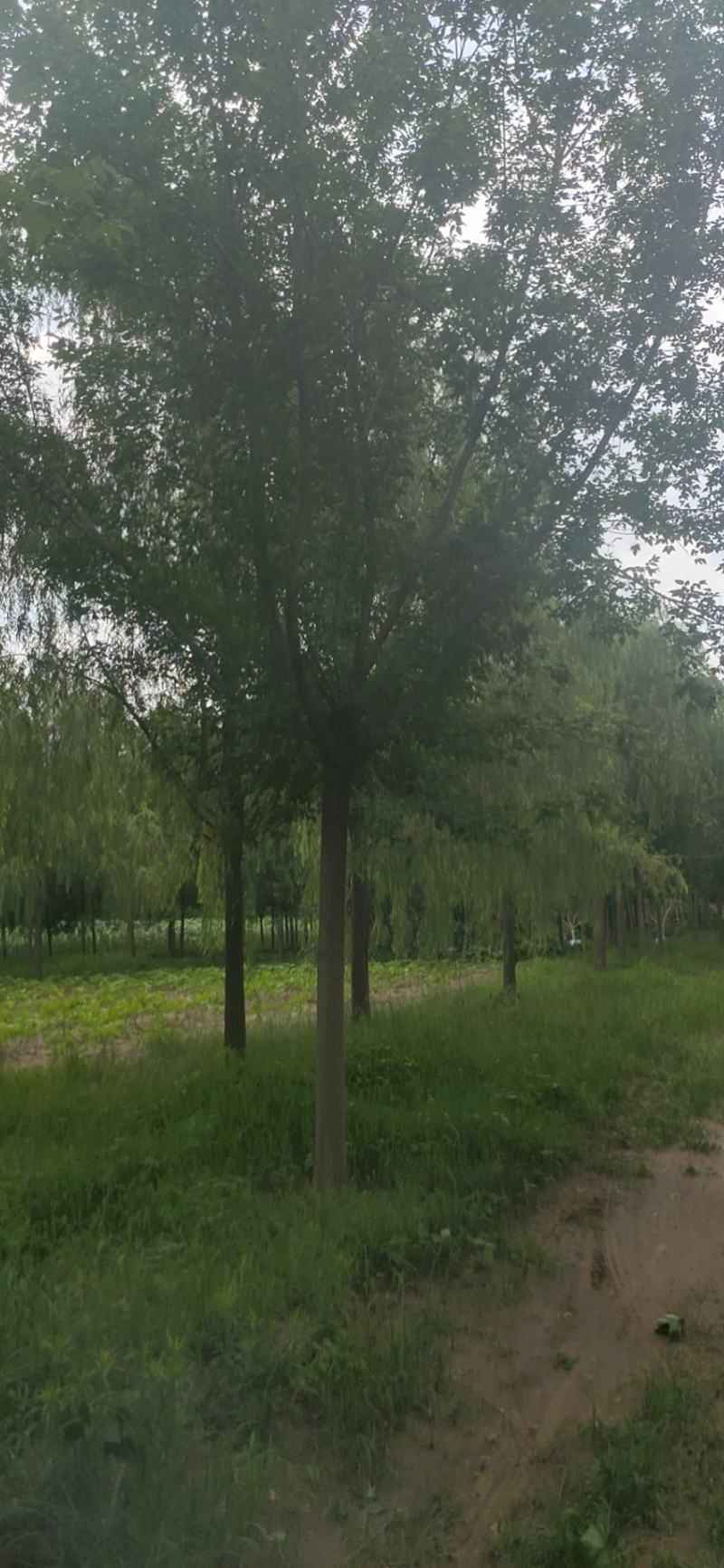 卫矛绿篱卫矛球40公分到80公分欢迎大家电话联系