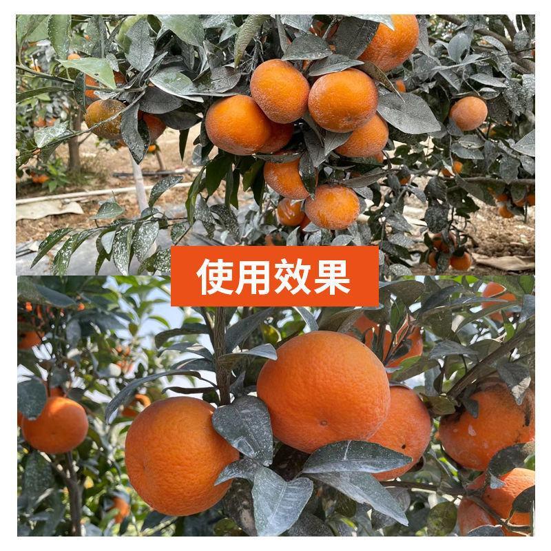 【防晒涂白剂】柑橘沃柑砂糖橘苹果预防裂果太阳果