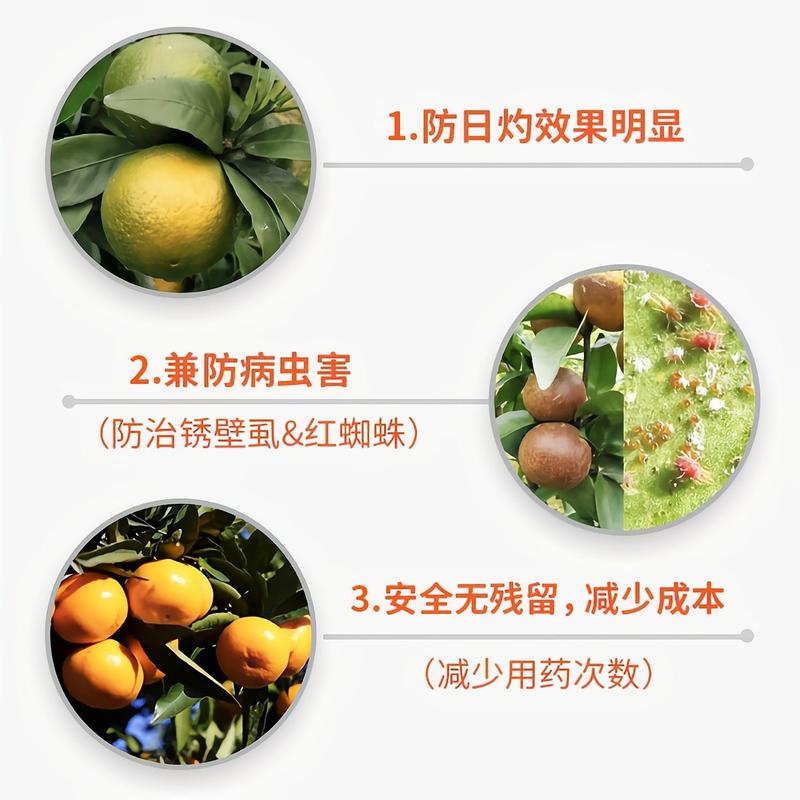 【防晒涂白剂】柑橘沃柑砂糖橘苹果预防裂果太阳果