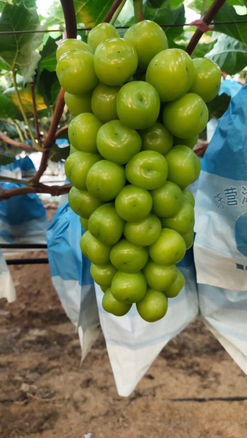 精品阳光玫瑰