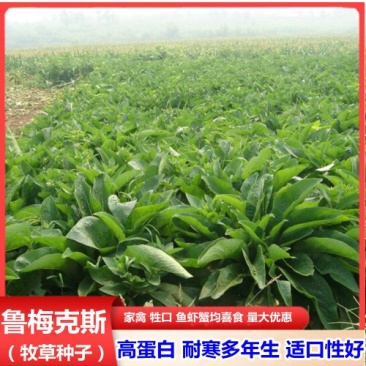 进口鲁梅克斯种子多年生四季常青牧草俄罗斯饲料菜种子