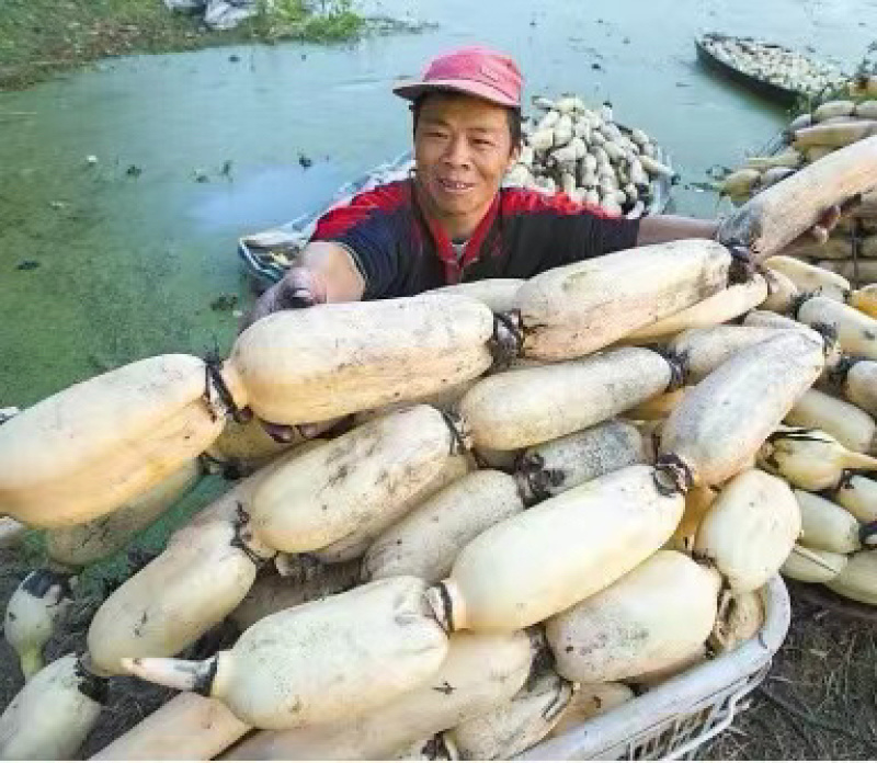 【优质产品】口感清脆，表皮光滑，货源稳定，基地直发