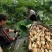 【优质产品】口感清脆，表皮光滑，货源稳定，基地直发