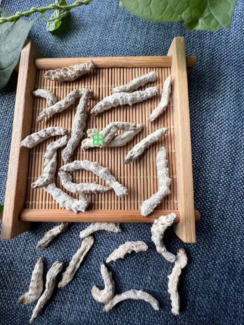 云南药材僵蚕天虫、僵虫、白僵蚕桑叶桑枝蚕沙5