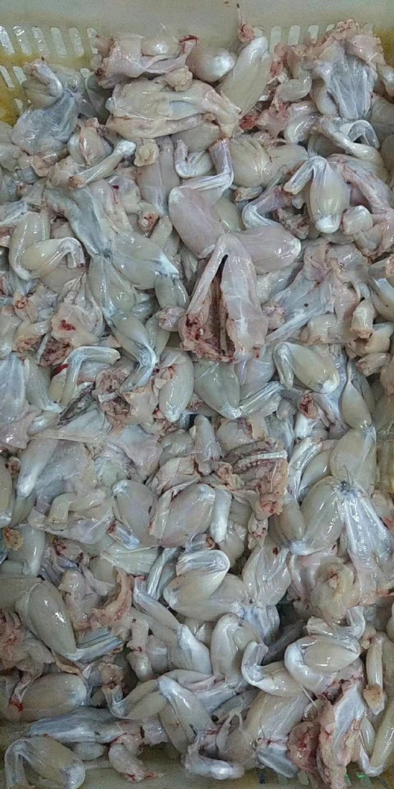 冰鲜牛蛙