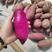 【湖北紫薯】紫罗兰红薯电商市场一手货源一件代发
