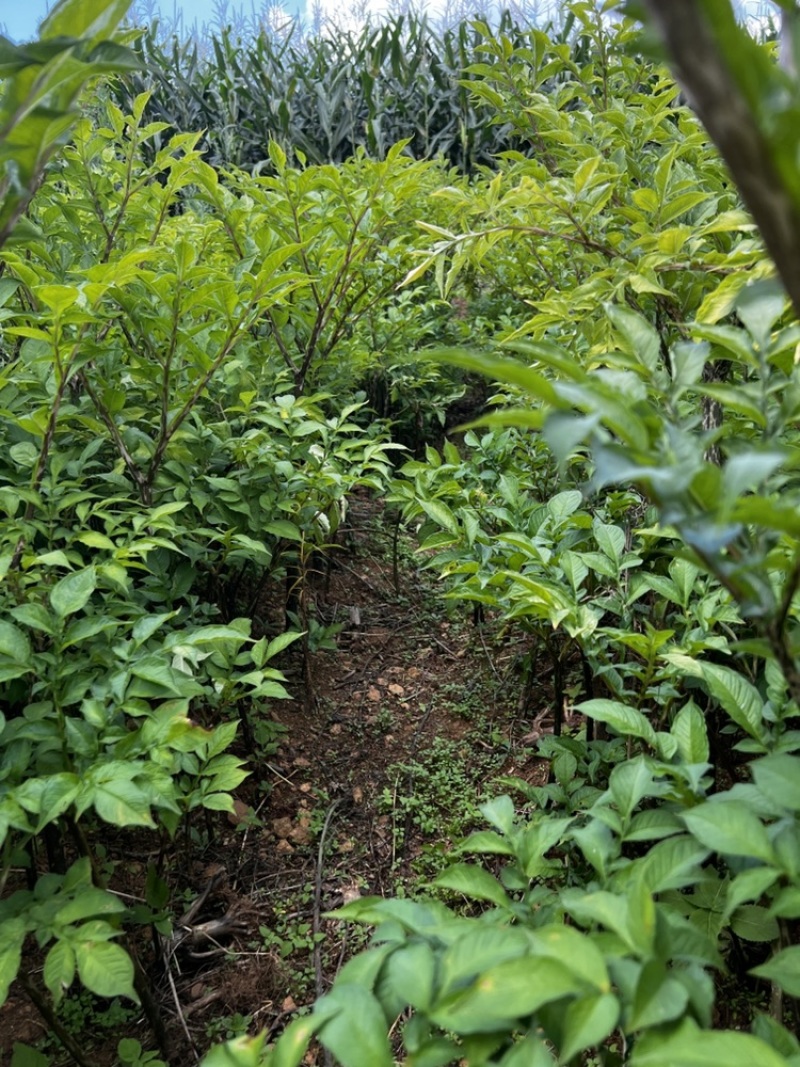魔芋
