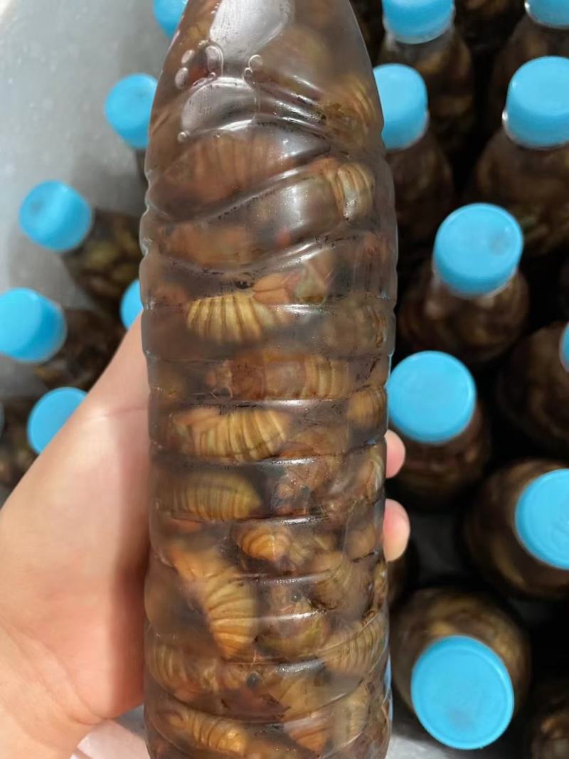 大大蝉蛹