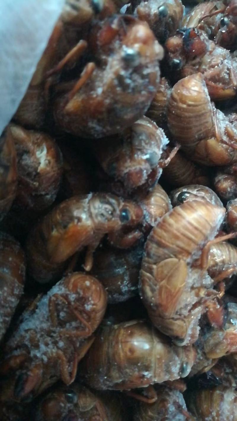 大大蝉蛹