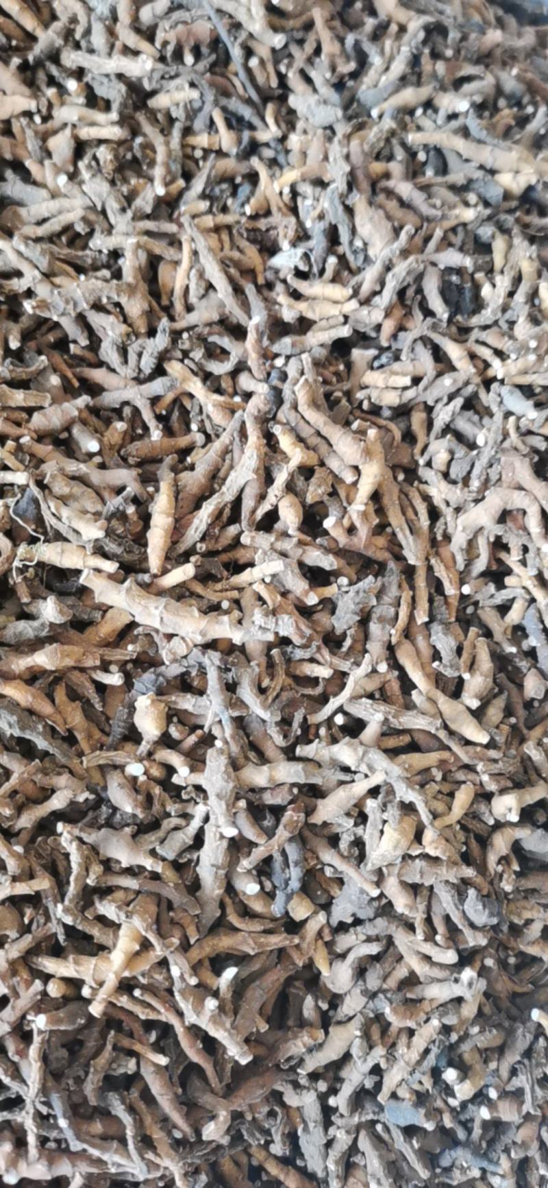 九节菖蒲节菖蒲净货无硫中药材大全欢迎选购