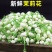 广西横县鲜鲜茉莉花菜用茉莉花现摘现发空运包邮保质保量