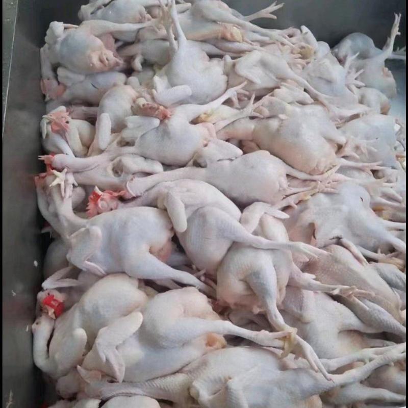 白条鸡白羽白条鸡817肉食白条鸡批发零售供应