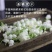 广西横县鲜鲜茉莉花菜用茉莉花现摘现发空运包邮保质保量