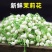 广西横县鲜鲜茉莉花菜用茉莉花现摘现发空运包邮保质保量
