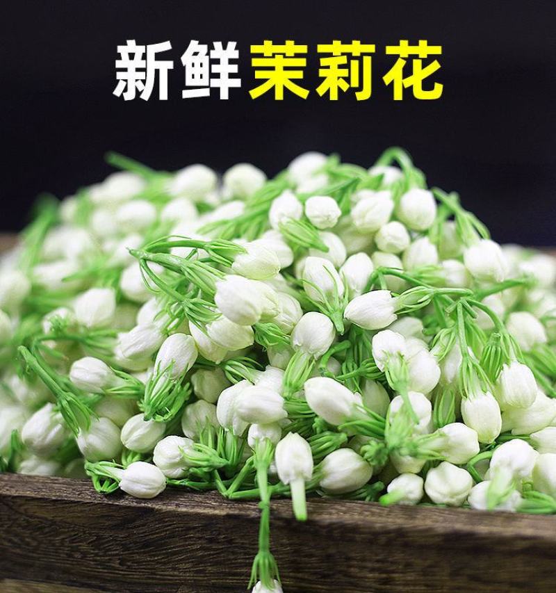 广西横县鲜鲜茉莉花菜用茉莉花现摘现发空运包邮保质保量