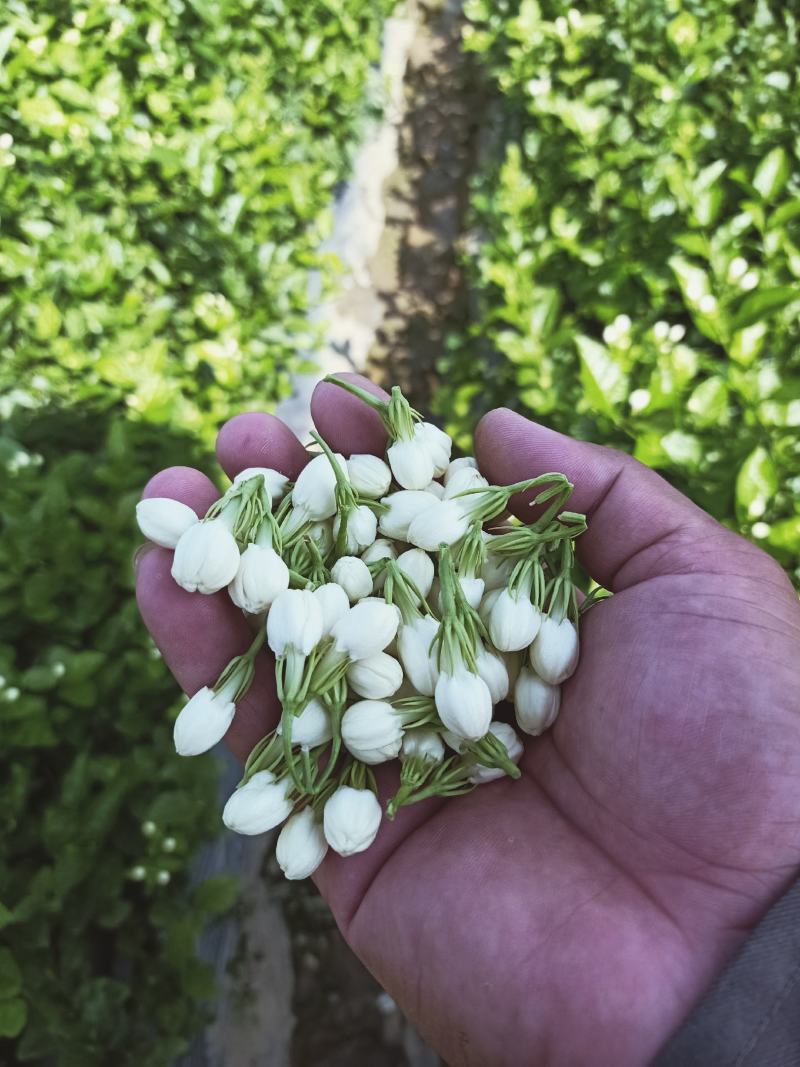 广西横县鲜鲜茉莉花菜用茉莉花现摘现发空运包邮保质保量