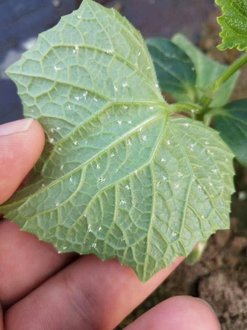 烯啶虫胺飞虱粉虱西红柿辣椒茄子黄瓜粉虱杀虫剂