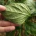 烯啶虫胺飞虱粉虱西红柿辣椒茄子黄瓜粉虱杀虫剂