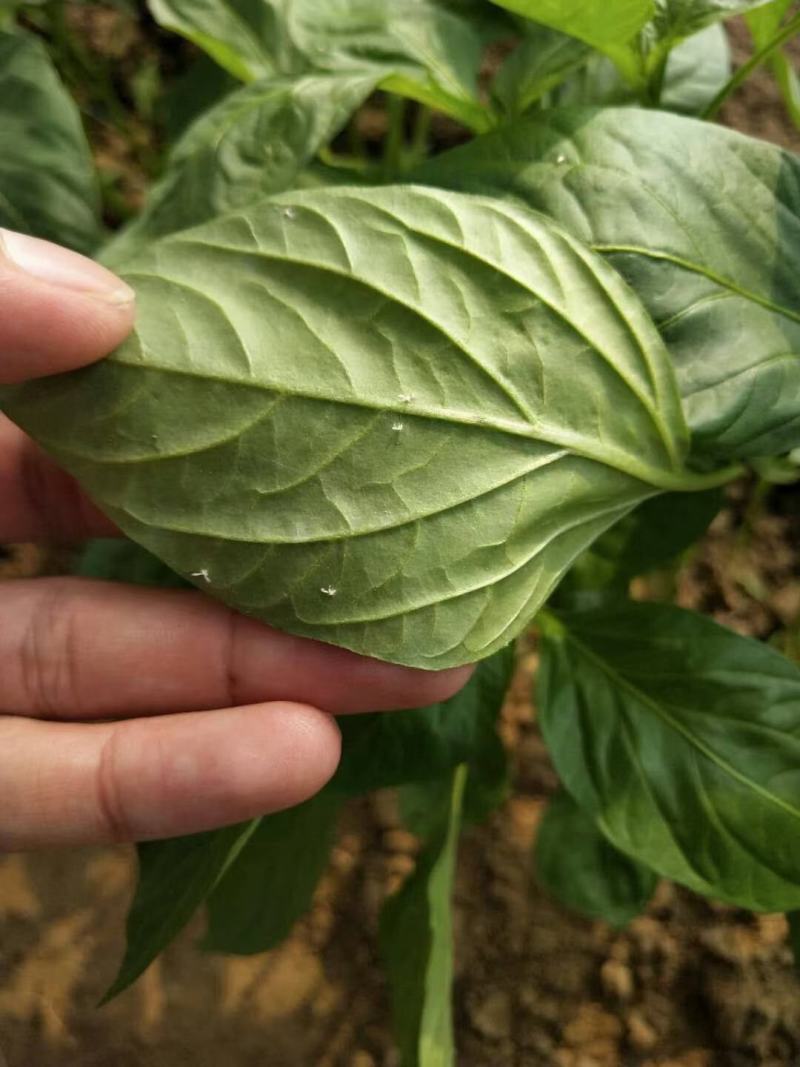 烯啶虫胺飞虱粉虱西红柿辣椒茄子黄瓜粉虱杀虫剂