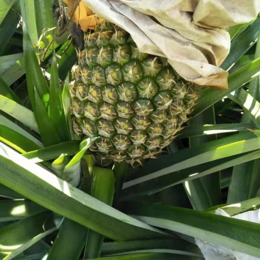 西瓜凤梨，漂亮清甜，您一定会喜欢