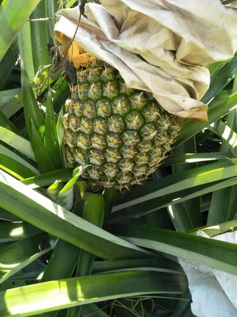 西瓜凤梨，漂亮清甜，您一定会喜欢