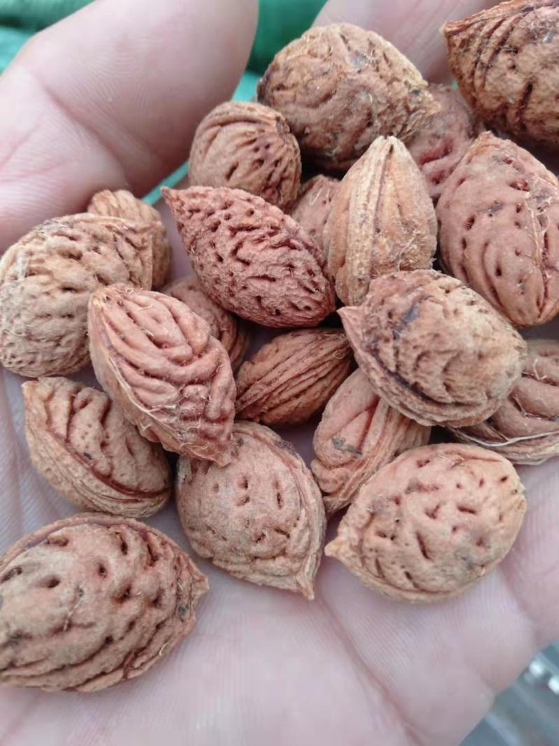 毛桃核种子