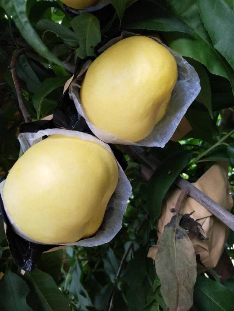 风味甜后油蟠
