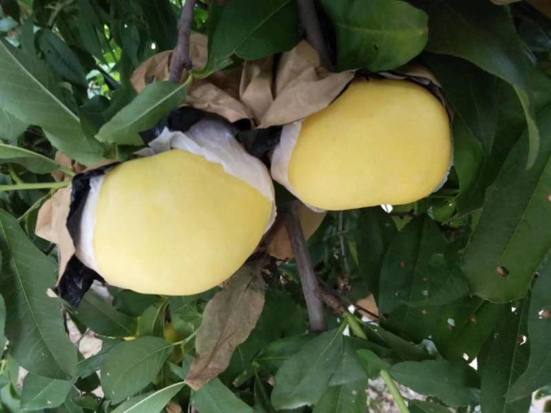 风味甜后油蟠