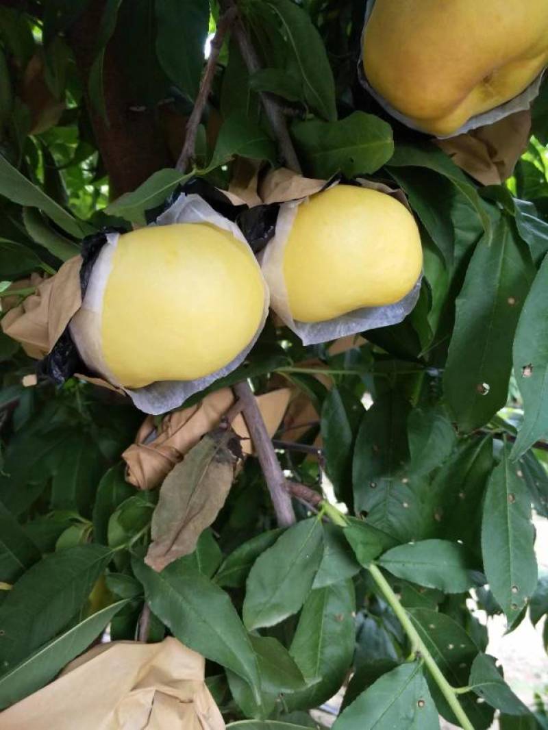 风味甜后油蟠
