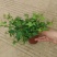 110青叶常春藤植物墙盆栽四季常青好养绿植