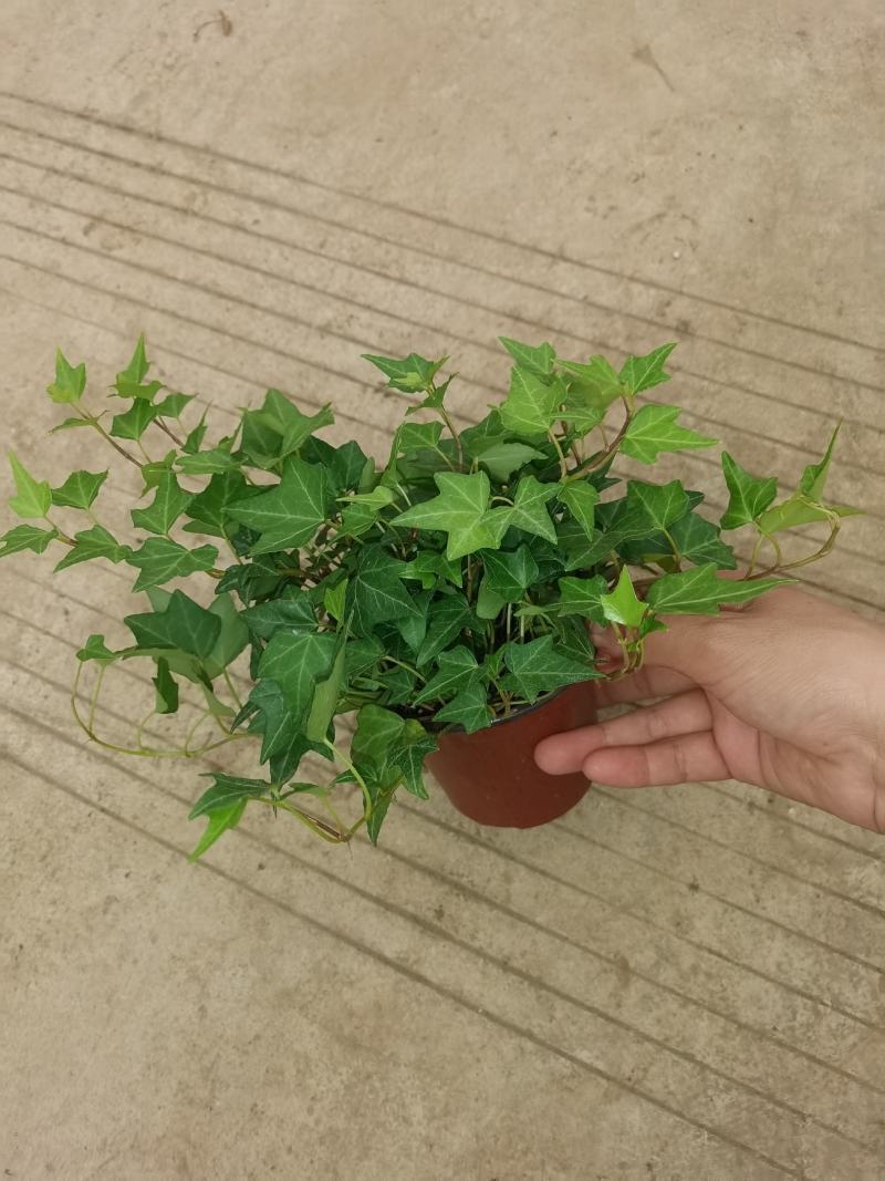 110青叶常春藤植物墙盆栽四季常青好养绿植