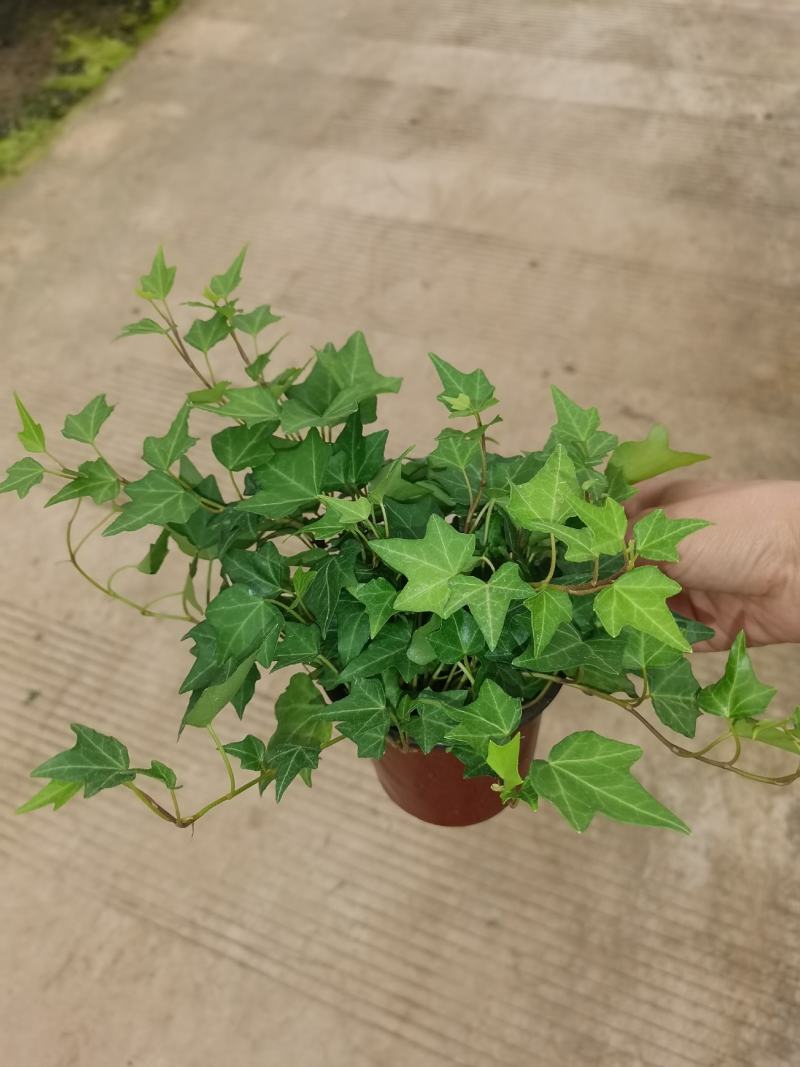 110青叶常春藤植物墙盆栽四季常青好养绿植