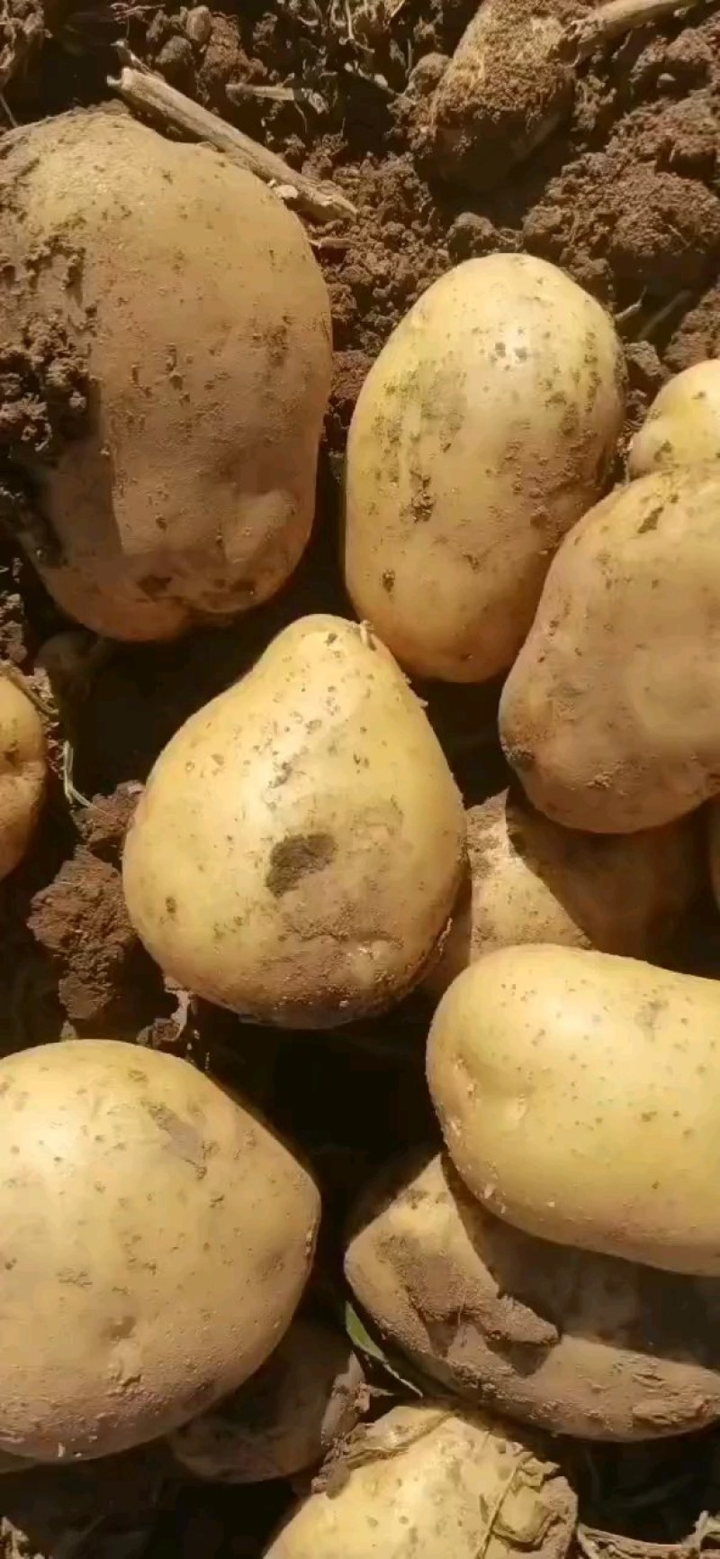 沙地西瓜