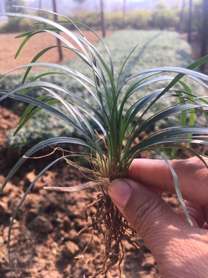 玉龙草