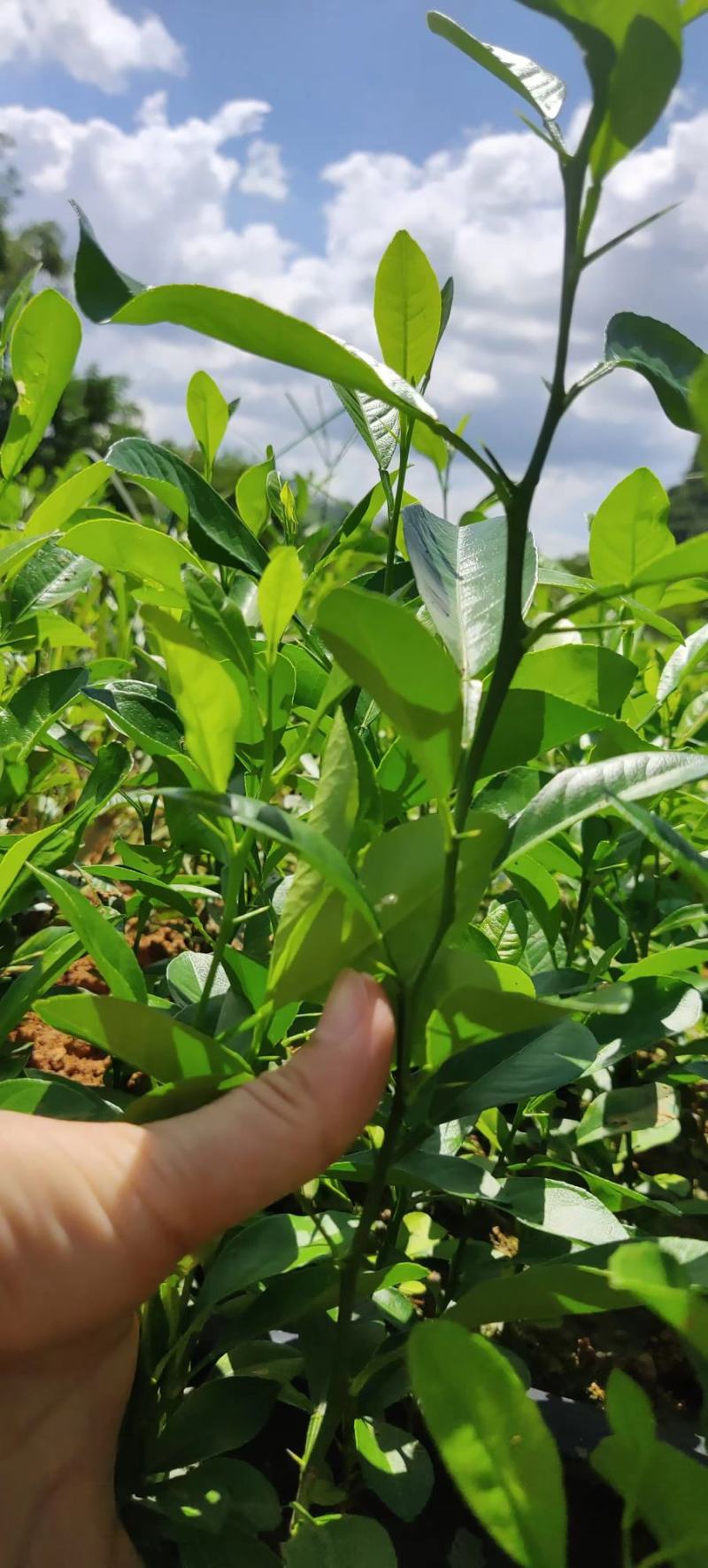 柠檬苗，红头柠檬苗，柠檬芽苗，红头柠檬实生苗嫁接用柠檬苗
