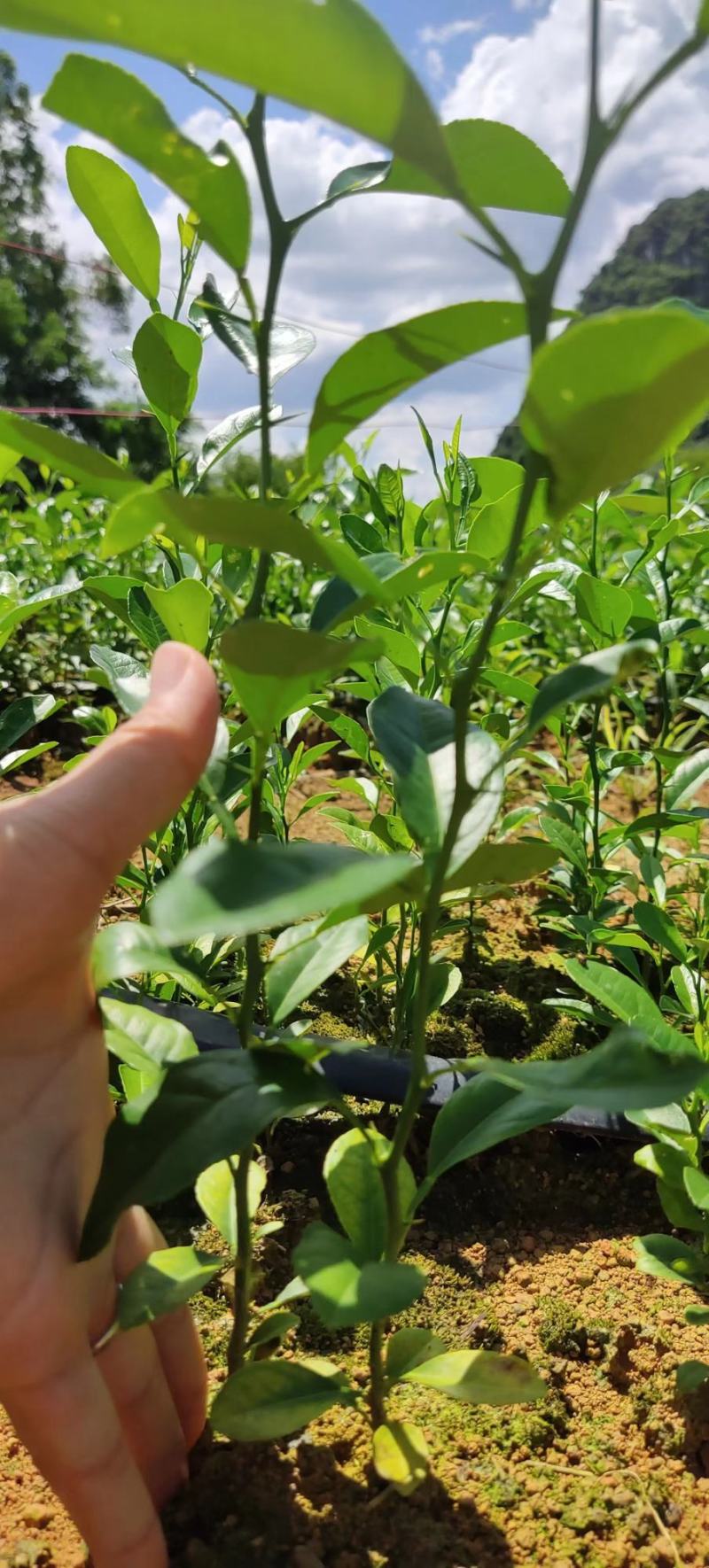 柠檬苗，红头柠檬苗，柠檬芽苗，红头柠檬实生苗嫁接用柠檬苗