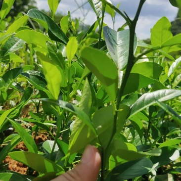 柠檬苗，红头柠檬苗，柠檬芽苗，红头柠檬实生苗嫁接用柠檬苗