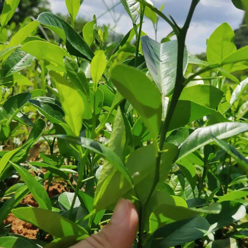 柠檬苗，红头柠檬苗，柠檬芽苗，红头柠檬实生苗嫁接用柠檬苗